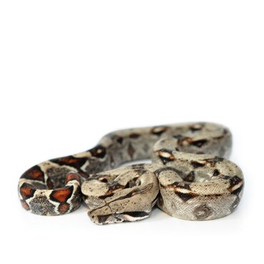 Boa constrictor constrictor